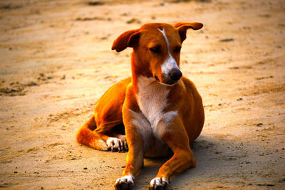 Close-up portrait of dog sitting outdoors