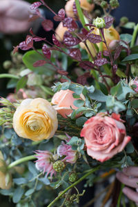 Close-up of roses blooming outdoors