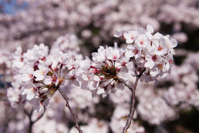 Close-up of white flowers blooming in park