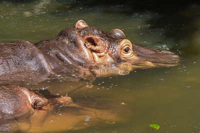 Close-up of turtle swimming in lake