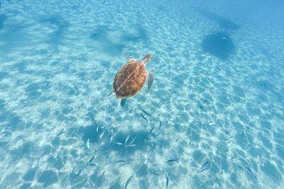 High angle view of swimming in sea