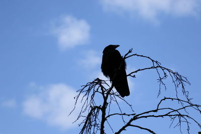 Low angle view of bird perching on branch against sky