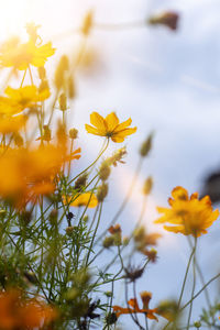 Close-up of yellow flowering plant against sky