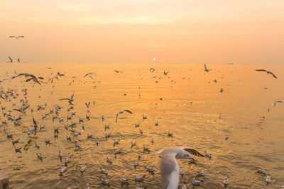 Seagulls flying over sea against sky during sunset