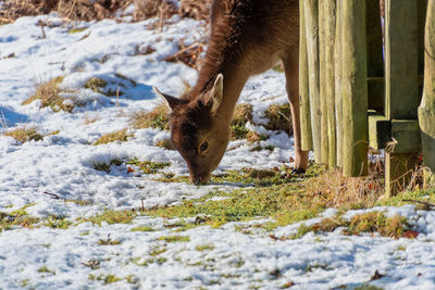 Deer in a field