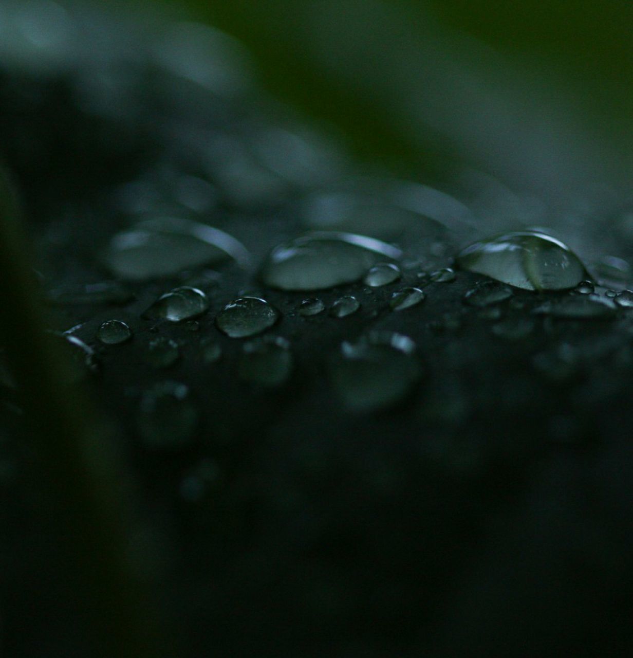 CLOSE-UP OF RAINDROPS ON LEAVES