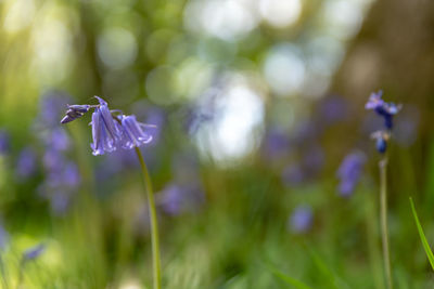 Close-up of purple flowering plant