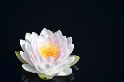 Close-up of white flower over black background