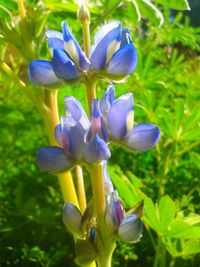 Close-up of purple flowers blooming outdoors