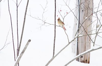 Bird perching on bare tree during winter