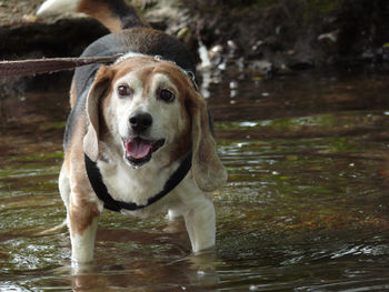 Beagle standing in river