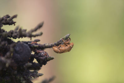 Close-up of a pine cone on tree