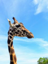 View of giraffe against sky