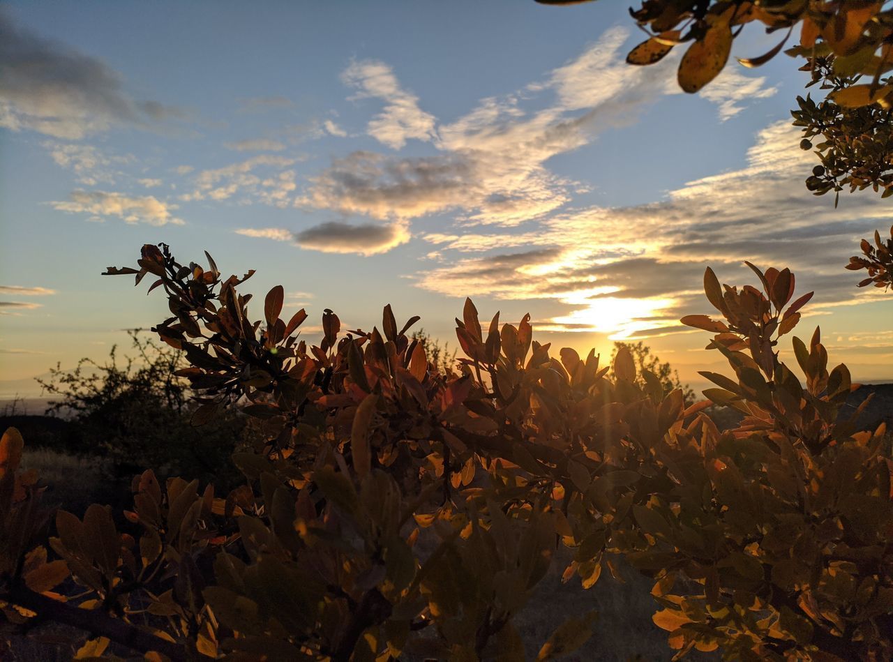 CLOSE-UP OF ORANGE FLOWERING PLANTS AGAINST SKY DURING SUNSET