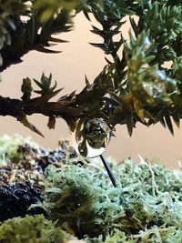 Close-up of snake in a water