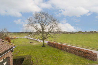 Trees on field against sky