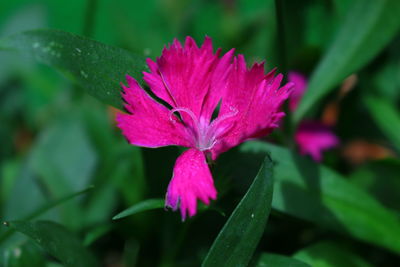 Close-up of purple flowers