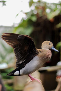 Close-up of bird