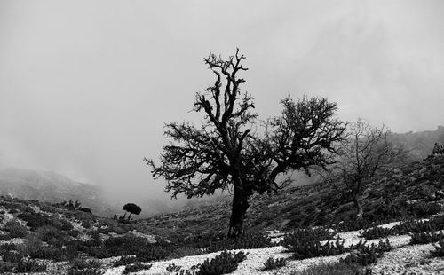 Tree on snow covered landscape against sky