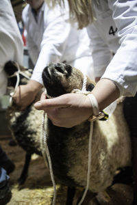 Midsection of woman holding sheep