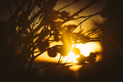 Close-up of silhouette tree during sunset