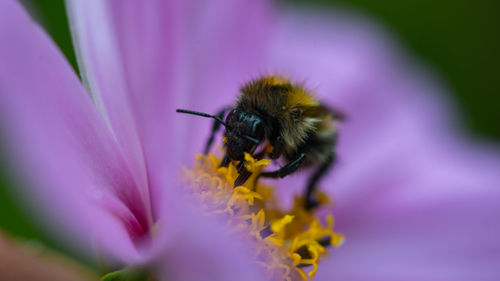 Close-up of bee on purple flower