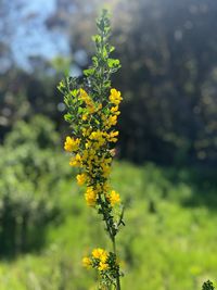 Close-up of yellow flowering plant