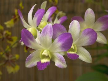 Close-up of purple flowers blooming outdoors