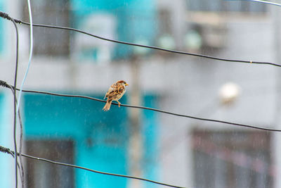 Close-up of bird perching on cable