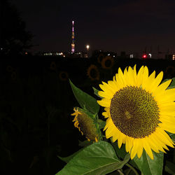 Close-up of sunflower against sky at night