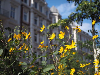 Close-up of yellow flowering plant against building
