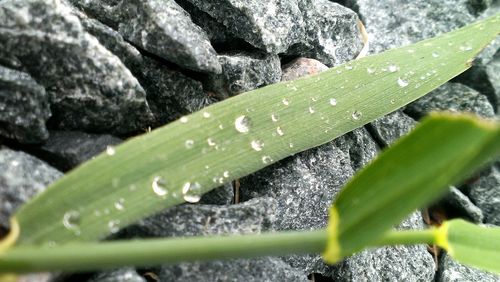 Close-up of plant