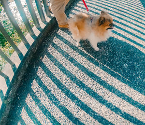 High angle view of dog on floor