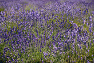 Purple flowering plants on field