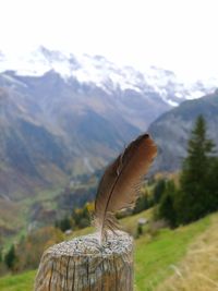 Close-up of feather against mountain