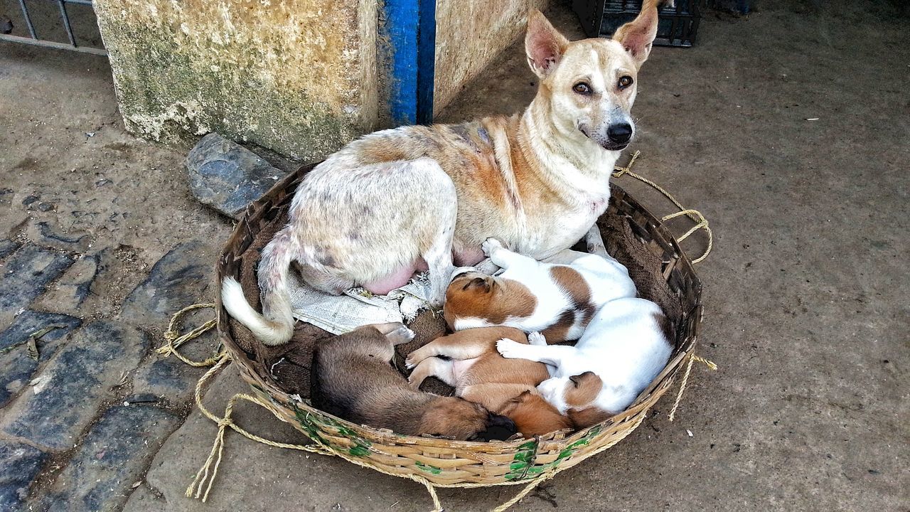 Mamma Dog and her puppies