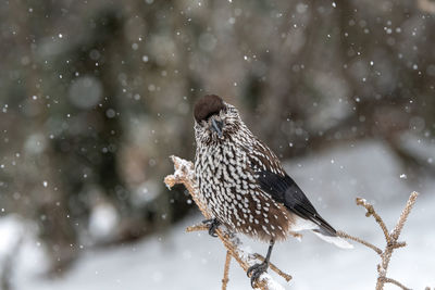 Close-up of bird perching on tree during winter