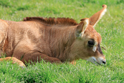 A baby Roan