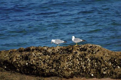 Seagulls perching on rock by sea