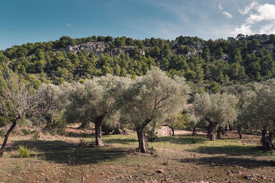 Trees against sky