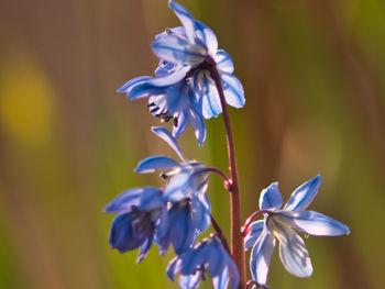 Close-up of purple flowering plant