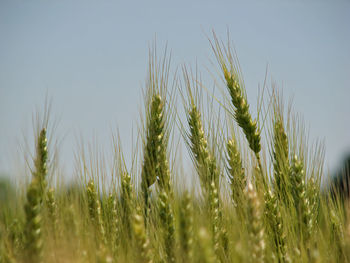 Close-up of wheat growing on field against sky