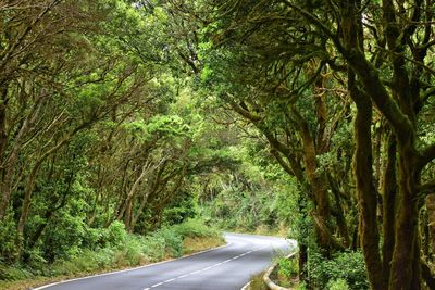 Road amidst trees in forest