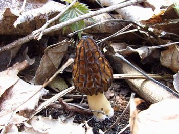 Close-up of pine cone