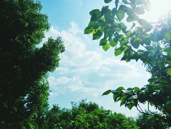 Low angle view of trees against sky