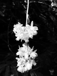 Close-up of flower blooming