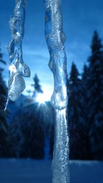 Close-up of icicles against trees during winter