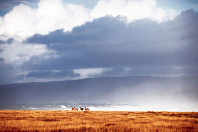 Scenic view of field against sky