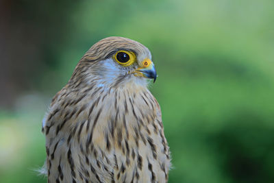 Close-up of bird