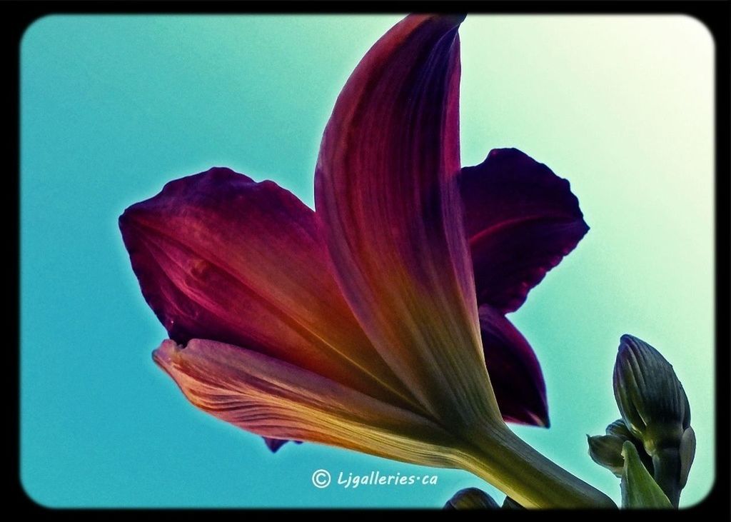 flower, transfer print, petal, fragility, flower head, freshness, close-up, beauty in nature, auto post production filter, nature, single flower, growth, blue, clear sky, leaf, plant, no people, studio shot, blooming, day